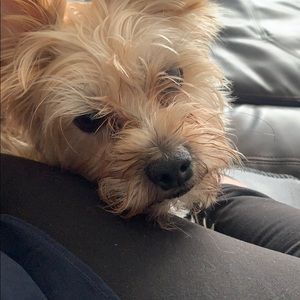 Meet your Posher, Carrie